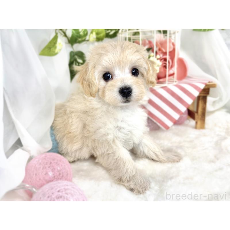 成約済の滋賀県のマルプー:マルチーズ×トイプードル-411752の3枚目